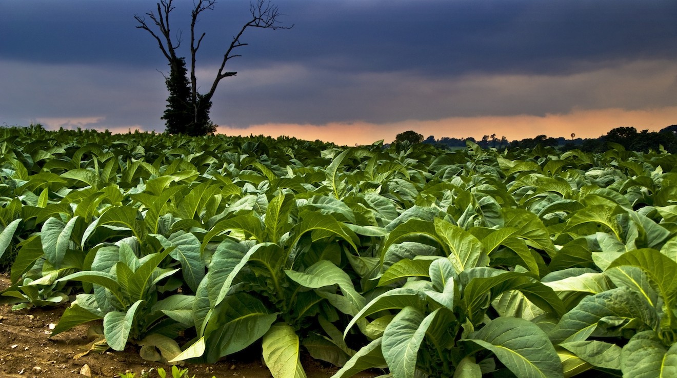 Pianta di tabacco sacra Nicotiana Rústica