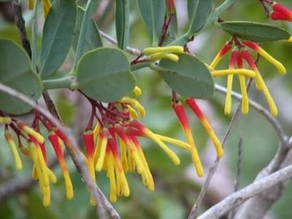 Flores del árbol murici (Byrsonima crassifolia) mostrando la transición de color del amarillo al rojo, con hojas ovaladas verde oscuro