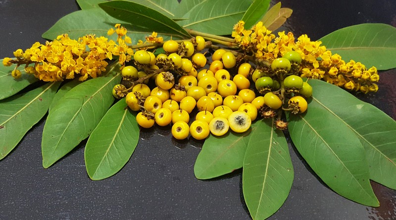 Frutos amarillos, flores y hojas del árbol murici (Byrsonima crassifolia), conocido como yapa por el pueblo Huni Kuin, cuya ceniza se usa en la preparación de rapé