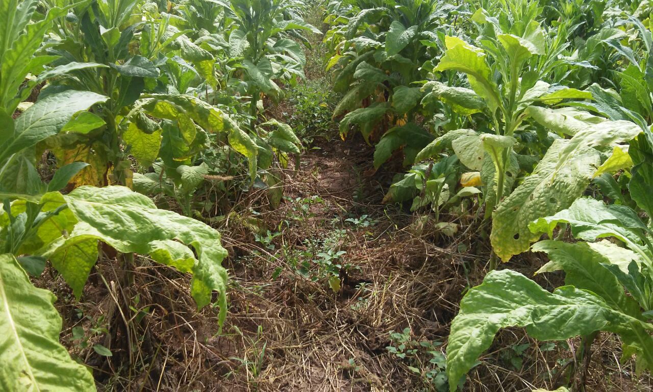 Tobacco Rapé snuff plant Nicotiana Rustica Tobacco Rapé snuff plant Nicotiana Rustica