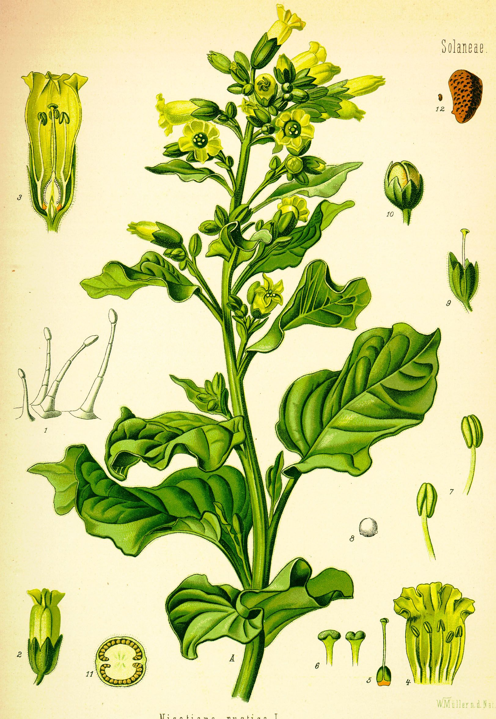 Nicotiana Rustica Pianta del Mapacho