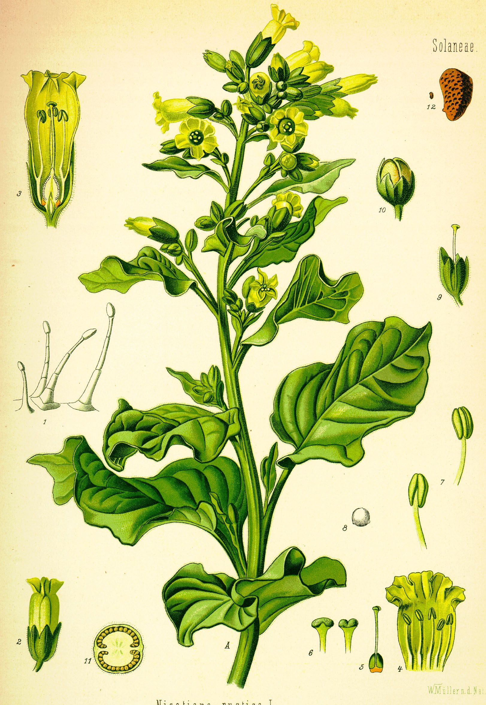  Nicotiana Rustica Mapacho