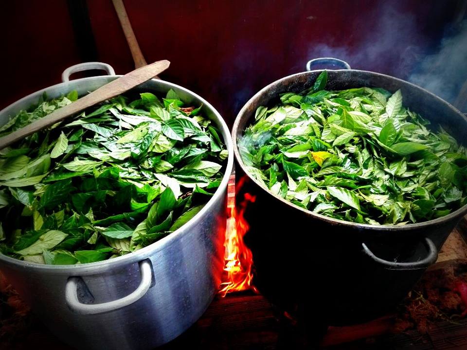Ayahuasca