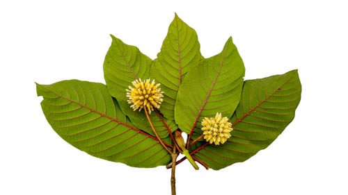 Kratom hojas