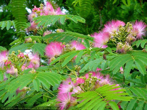 Mimosa hostilis tenuiflora